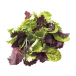 Lettuce Spring
